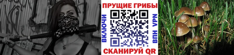 Псилоцибиновые грибы Psilocybe  Артём 